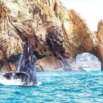 city tour and whale watching