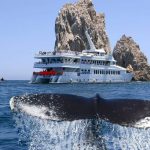 whale watching vip