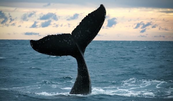 WHALE WATCHING CABO TOURS