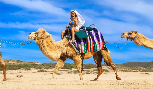 camel ride a1cabo tours